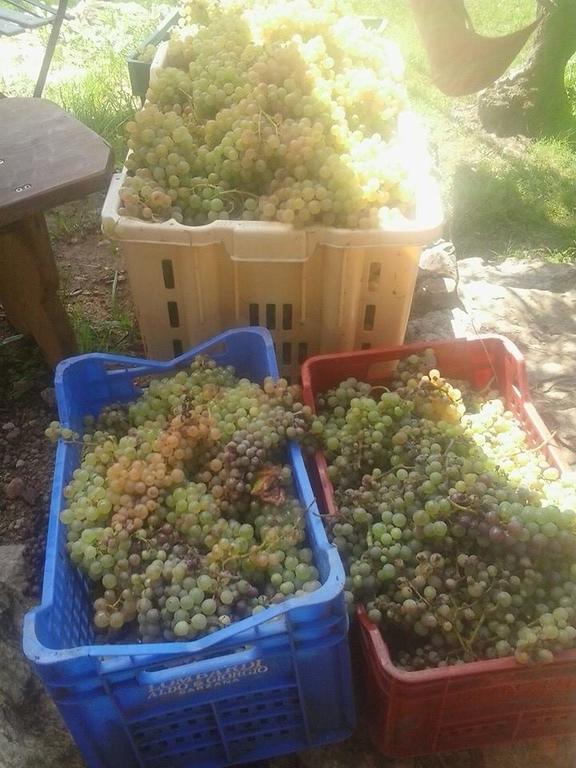 La Fattoria Di Nonna Eugenia Bed & Breakfast Lerici Dış mekan fotoğraf
