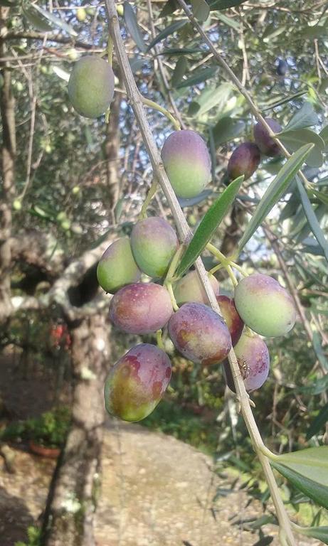 La Fattoria Di Nonna Eugenia Bed & Breakfast Lerici Dış mekan fotoğraf